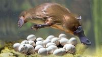 Giải đáp thắc mắc về thú mỏ vịt đẻ trứng hay đẻ con