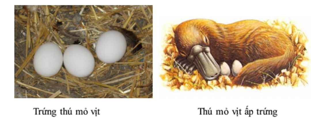 Thú mỏ vịt đẻ trứng hay đẻ con?