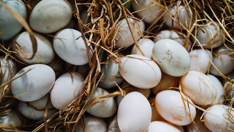 1 quả trứng vịt bao nhiêu calo?