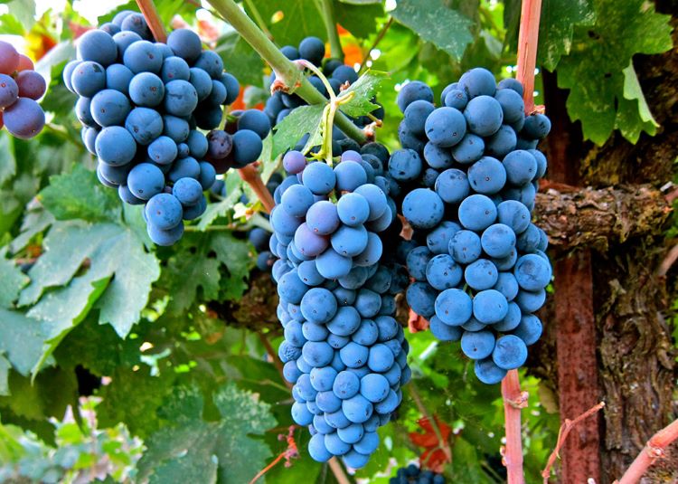 Rượu vang nhập khẩu Italia