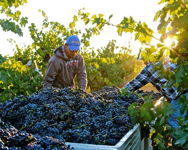 Rượu vang nhập khẩu Italia