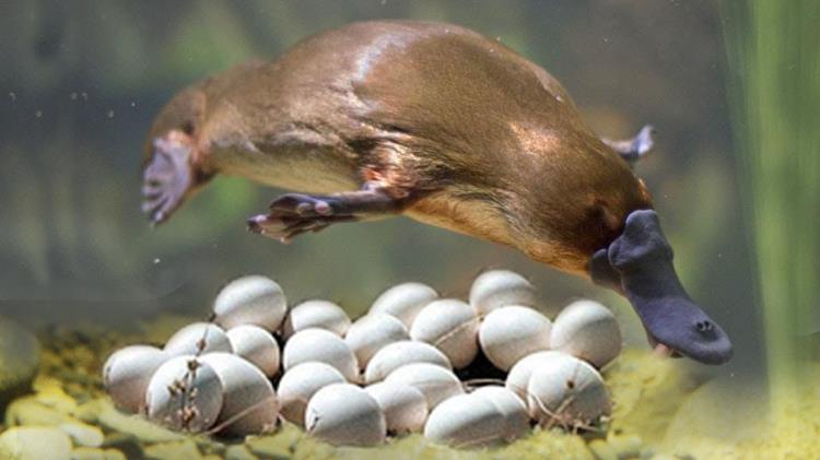 thú mỏ vịt đẻ trứng hay đẻ con